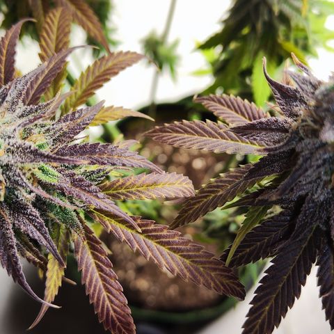 Shogun growlog timeline photo