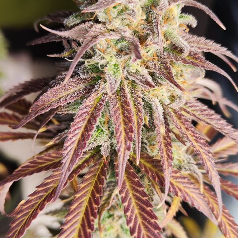 Shogun growlog timeline photo