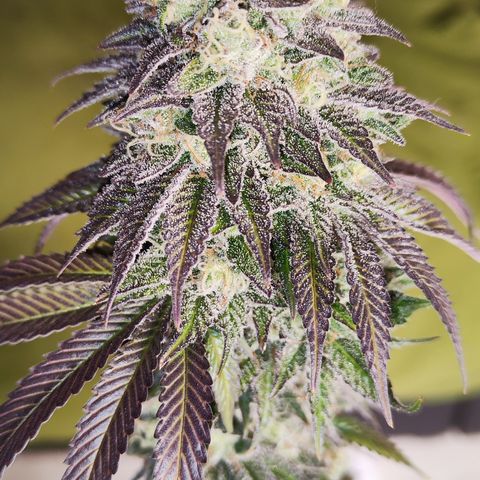Watermelon growlog timeline photo
