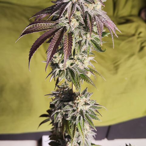 Watermelon growlog timeline photo
