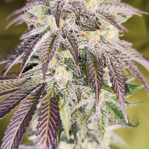 Watermelon growlog timeline photo