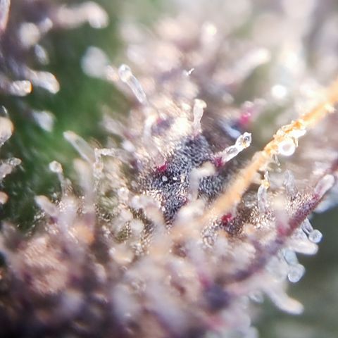 Watermelon growlog timeline photo