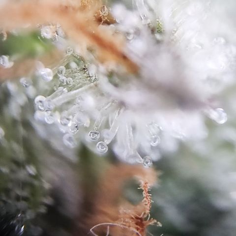 Watermelon growlog timeline photo