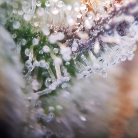 Watermelon growlog timeline photo