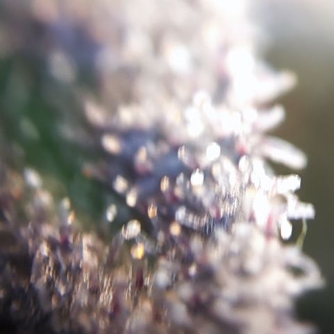 Watermelon growlog timeline photo