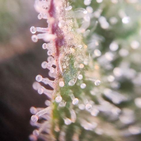 Shogun growlog timeline photo