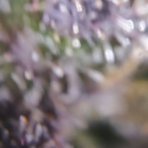 Shogun growlog timeline photo