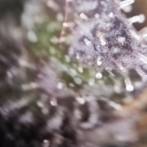 Shogun growlog timeline photo