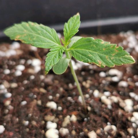 Taison Auto growlog photo: Ph. 5.9
