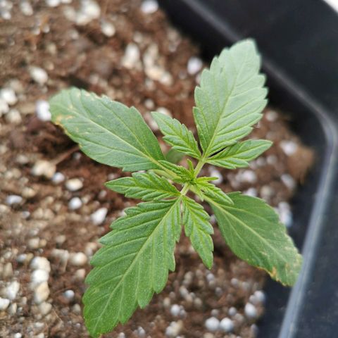 Taison Auto growlog timeline photo