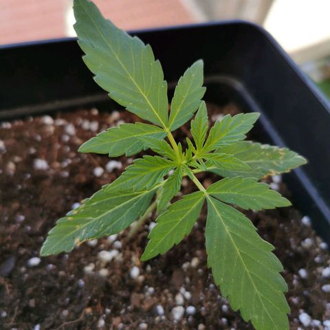 Taison Auto growlog timeline photo