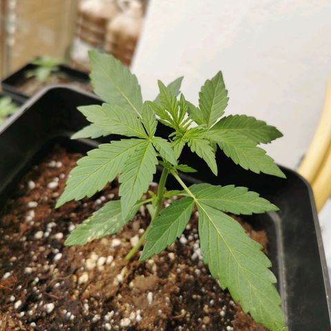 Taison Auto growlog timeline photo