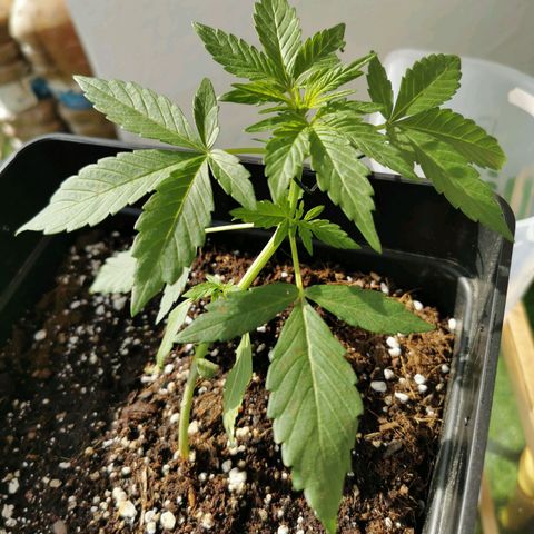 Taison Auto growlog timeline photo