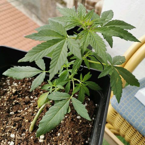 Taison Auto growlog timeline photo