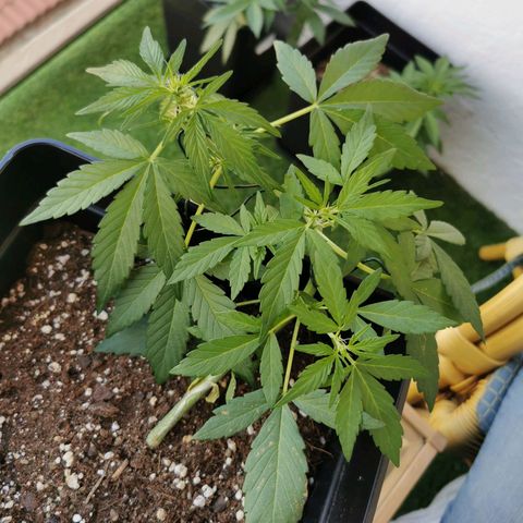 Taison Auto growlog timeline photo