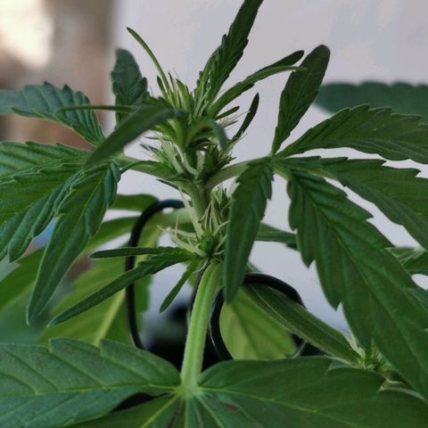 Taison Auto growlog timeline photo