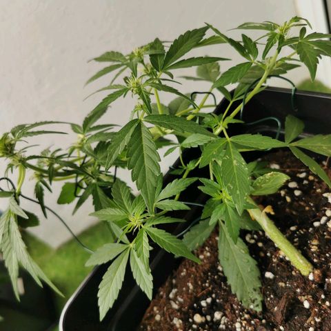 Taison Auto growlog timeline photo