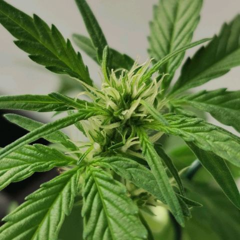 Taison Auto growlog timeline photo