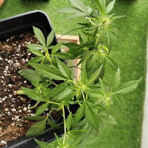 Taison Auto growlog timeline photo