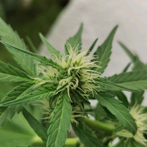 Taison Auto growlog timeline photo