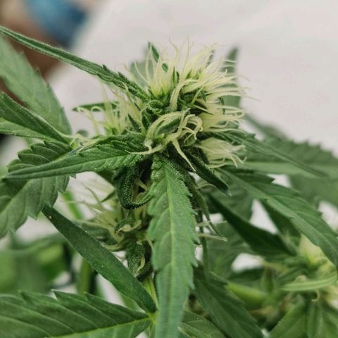 Taison Auto growlog timeline photo