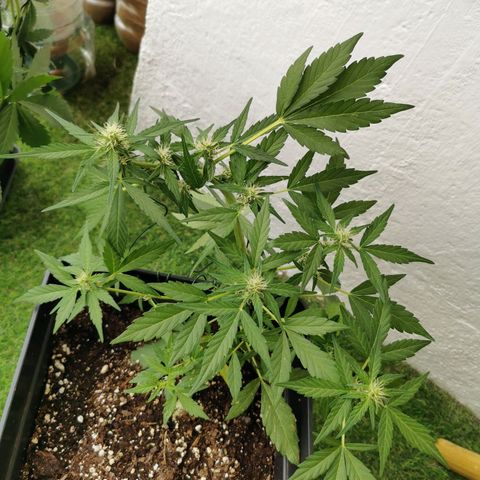 Taison Auto growlog timeline photo