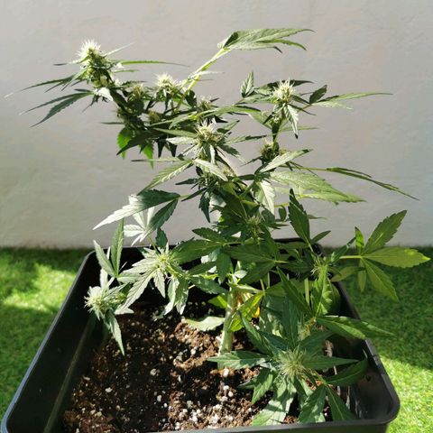 Taison Auto growlog timeline photo