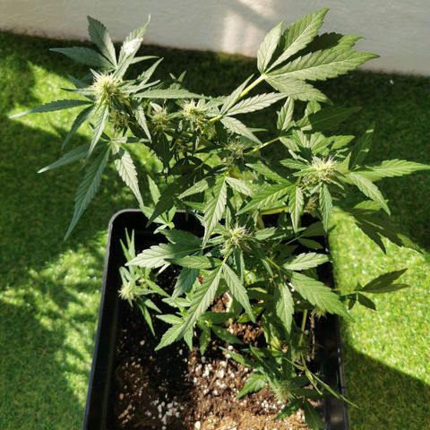 Taison Auto growlog timeline photo