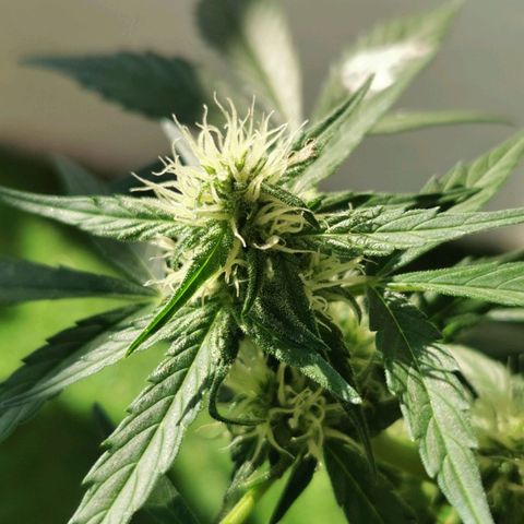 Taison Auto growlog timeline photo