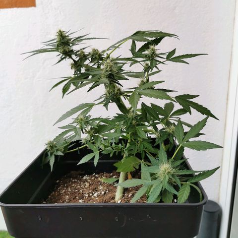 Taison Auto growlog timeline photo