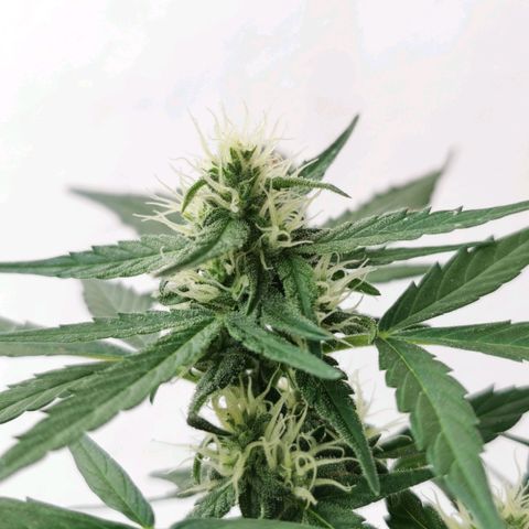 Taison Auto growlog timeline photo