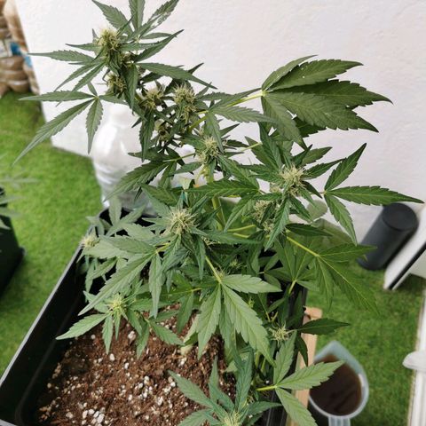 Taison Auto growlog timeline photo