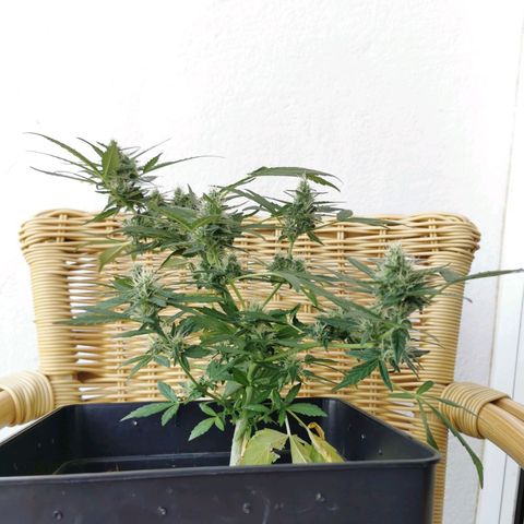 Taison Auto growlog timeline photo