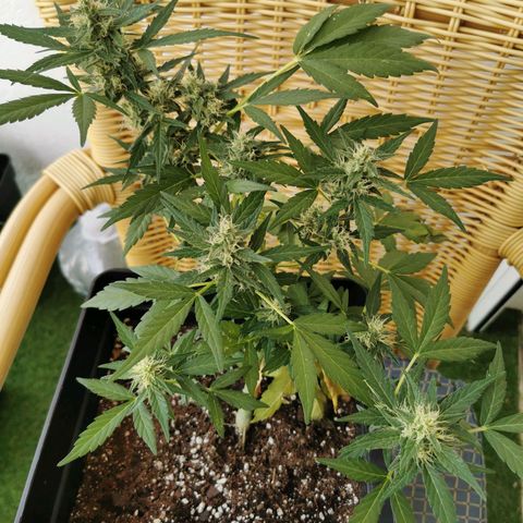 Taison Auto growlog timeline photo