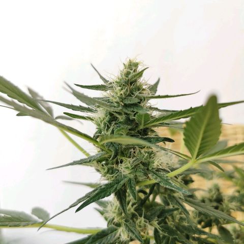 Taison Auto growlog timeline photo
