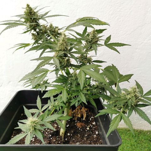 Taison Auto growlog timeline photo