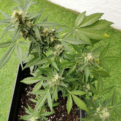 Taison Auto growlog timeline photo