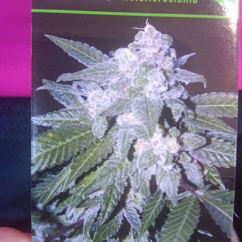 Auto glue growlog photo