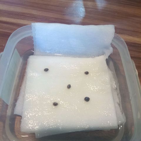 Auto glue growlog photo