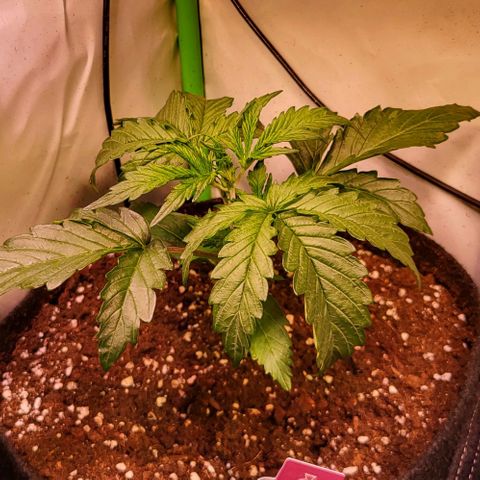 Pink Rozay Auto growlog timeline photo