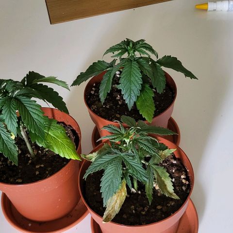 Pink Rozay Auto growlog timeline photo