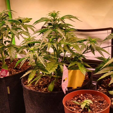 Pink Rozay Auto growlog timeline photo