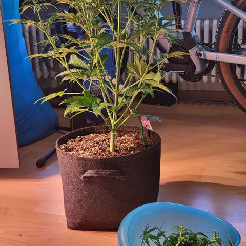 Pink Rozay Auto growlog timeline photo