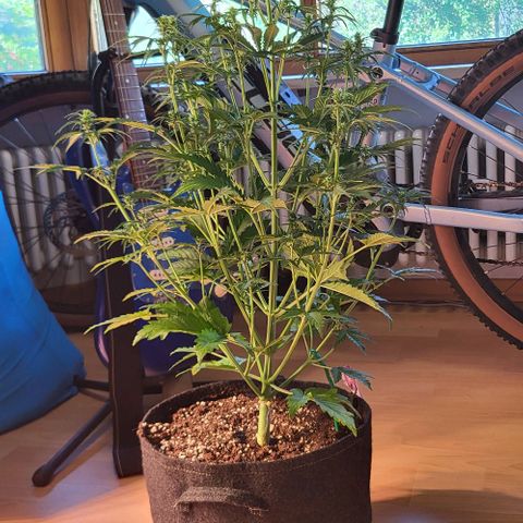 Pink Rozay Auto growlog timeline photo