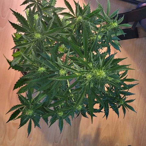 Pink Rozay Auto growlog timeline photo