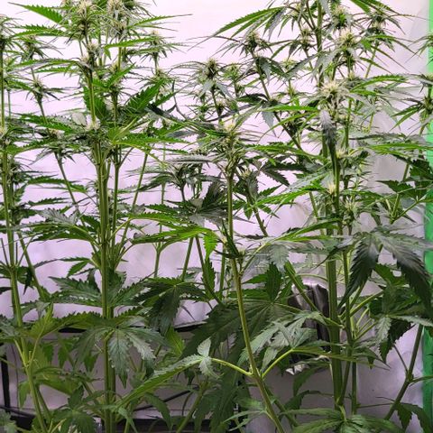 Pink Rozay Auto growlog timeline photo