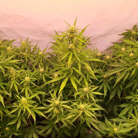 Pink Rozay Auto growlog timeline photo