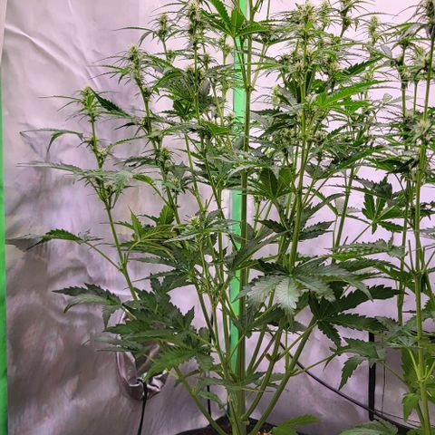 Pink Rozay Auto growlog timeline photo