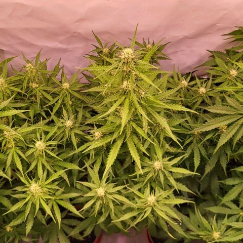 Pink Rozay Auto growlog timeline photo