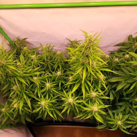 Pink Rozay Auto growlog timeline photo